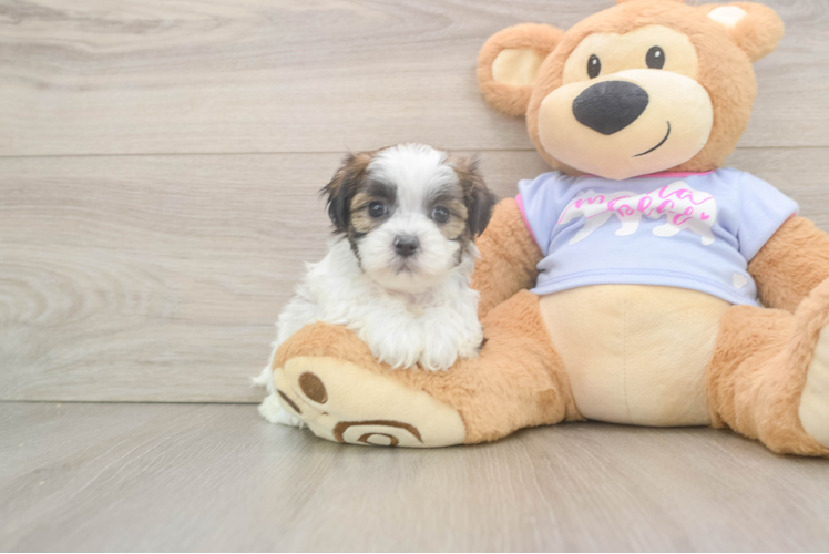 Teddy Bear Puppy for Adoption