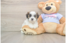 Teddy Bear Puppy for Adoption