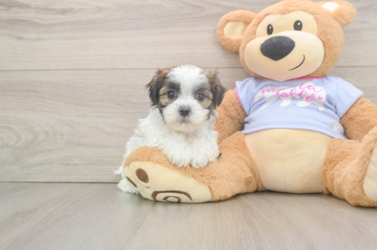 Teddy Bear Puppy for Adoption