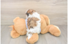 Popular Teddy Bear Designer Pup