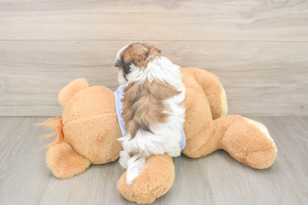 Popular Teddy Bear Designer Pup