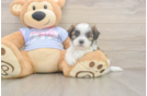 Small Teddy Bear Baby