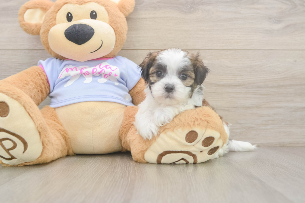 Small Teddy Bear Baby