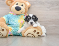 6 week old Teddy Bear Puppy For Sale - Pilesgrove Pups