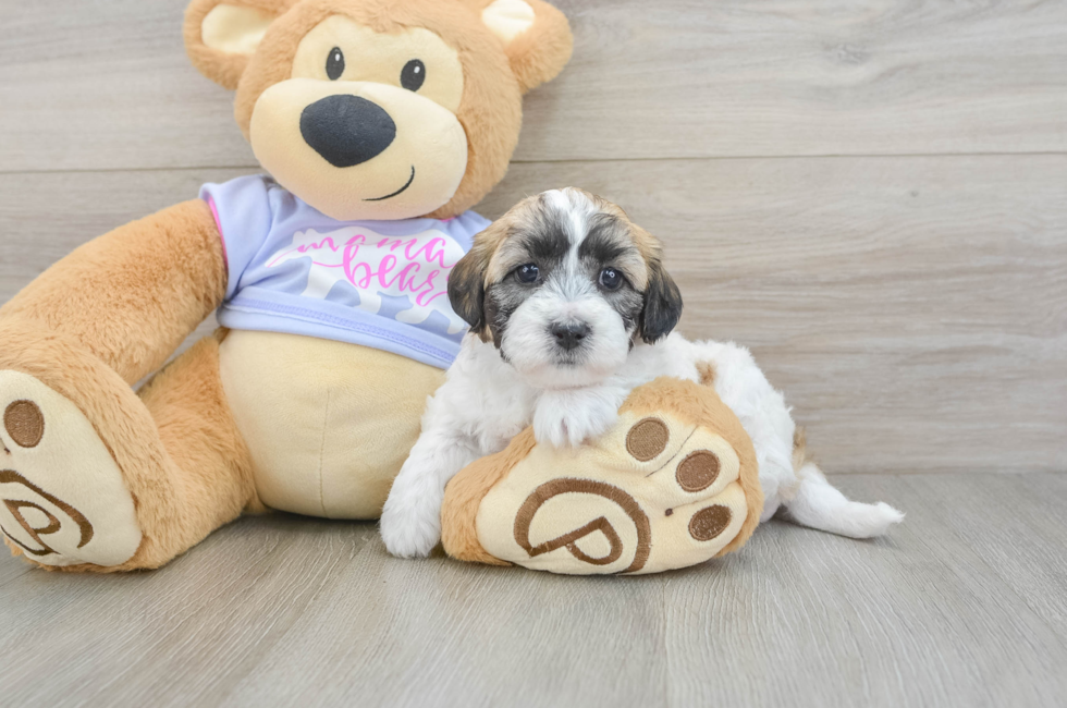 5 week old Teddy Bear Puppy For Sale - Pilesgrove Pups