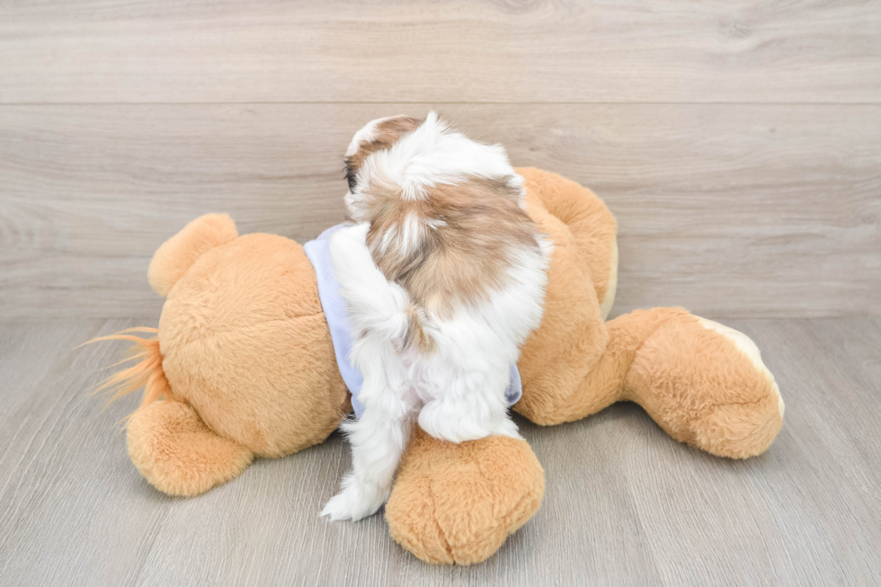 Hypoallergenic Shitzu Designer Puppy