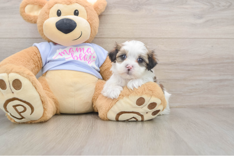 Teddy Bear Puppy for Adoption