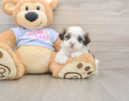 6 week old Teddy Bear Puppy For Sale - Pilesgrove Pups