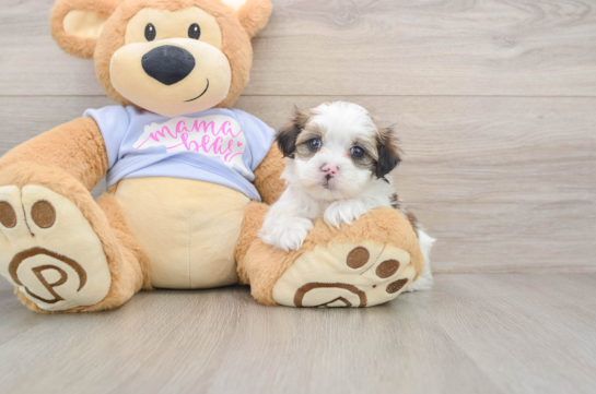 Teddy Bear Puppy for Adoption