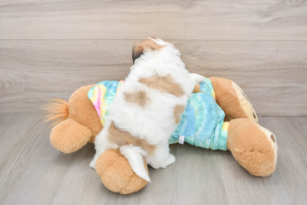 Teddy Bear Puppy for Adoption