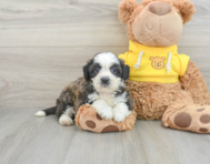 8 week old Teddy Bear Puppy For Sale - Pilesgrove Pups