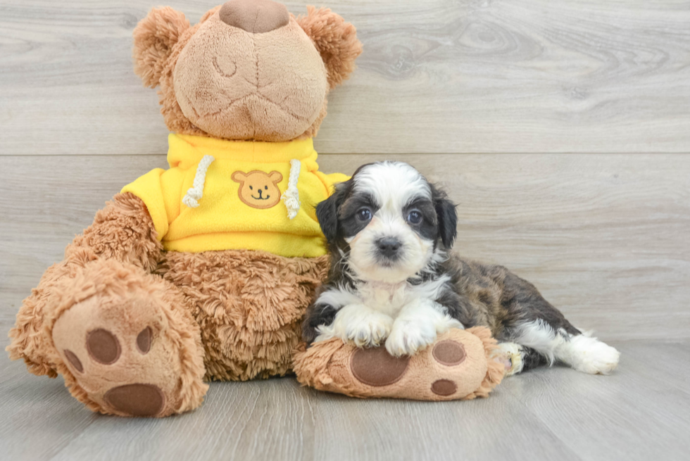 Adorable Shichon Designer Puppy