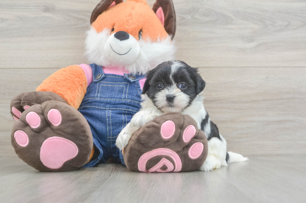 5 week old Teddy Bear Puppy For Sale - Pilesgrove Pups