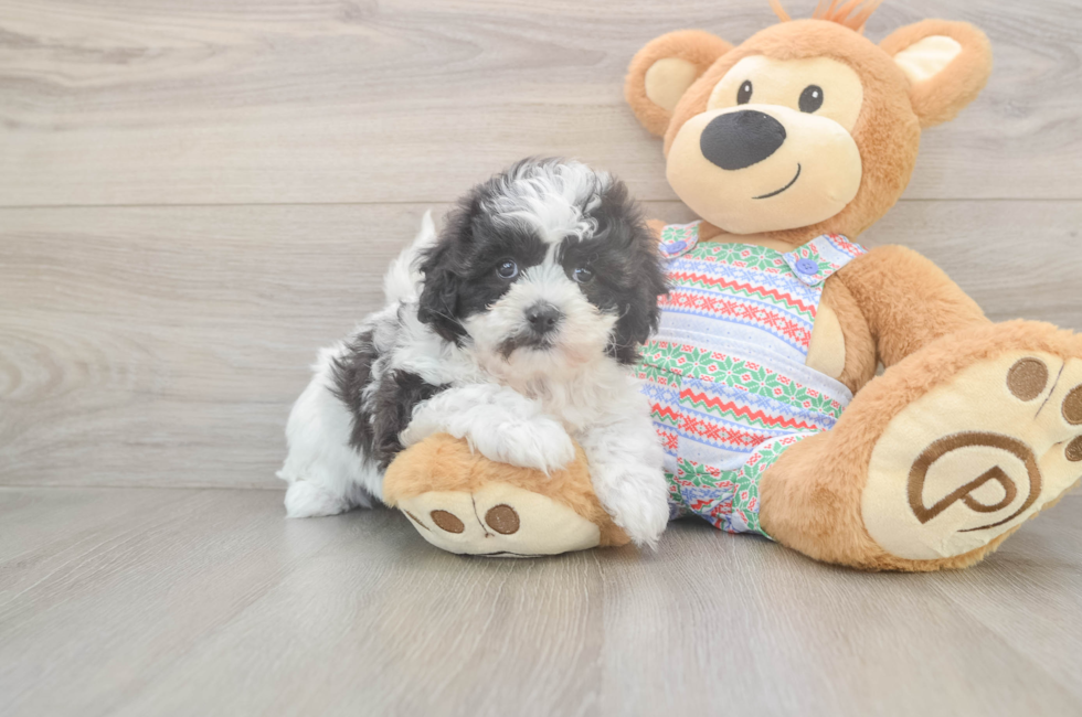 5 week old Teddy Bear Puppy For Sale - Pilesgrove Pups