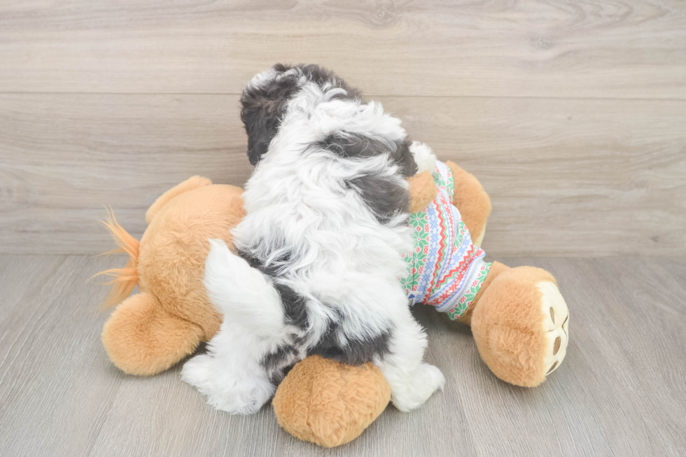 Teddy Bear Puppy for Adoption