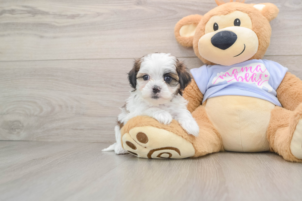 Friendly Teddy Bear Baby