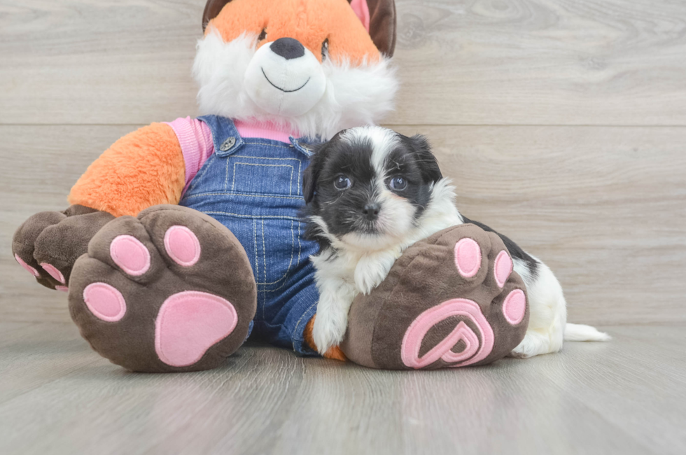 5 week old Teddy Bear Puppy For Sale - Pilesgrove Pups