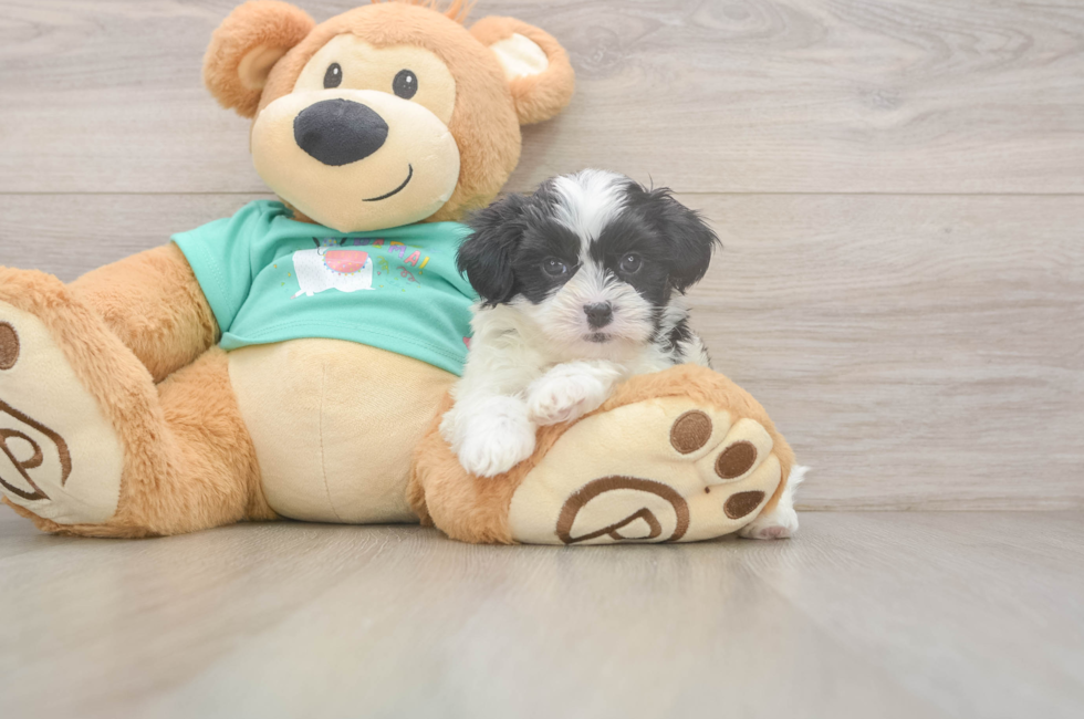 7 week old Teddy Bear Puppy For Sale - Pilesgrove Pups