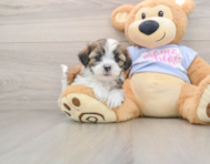 5 week old Teddy Bear Puppy For Sale - Pilesgrove Pups