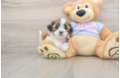 Teddy Bear Pup Being Cute