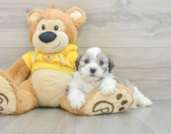 8 week old Teddy Bear Puppy For Sale - Pilesgrove Pups