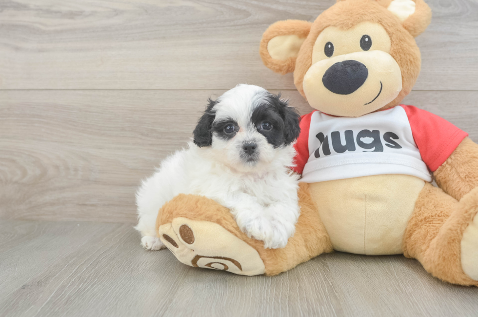 5 week old Teddy Bear Puppy For Sale - Pilesgrove Pups