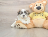 6 week old Teddy Bear Puppy For Sale - Pilesgrove Pups