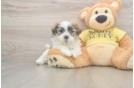 Happy Teddy Bear Baby