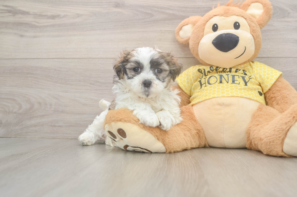 5 week old Teddy Bear Puppy For Sale - Pilesgrove Pups