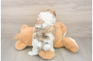 Sweet Teddy Bear Baby