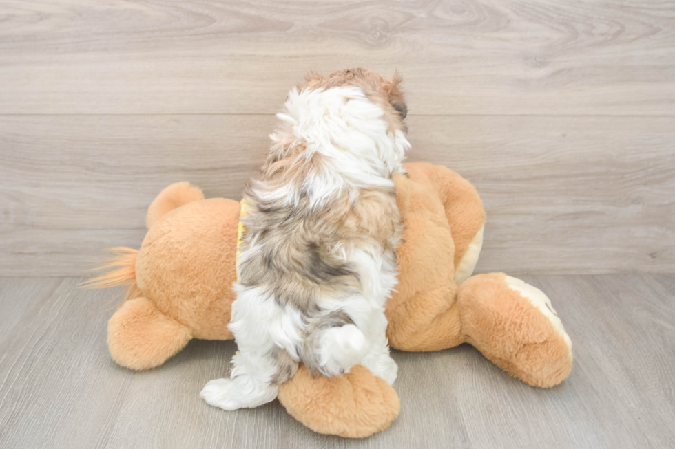 Sweet Teddy Bear Baby