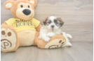 Teddy Bear Puppy for Adoption