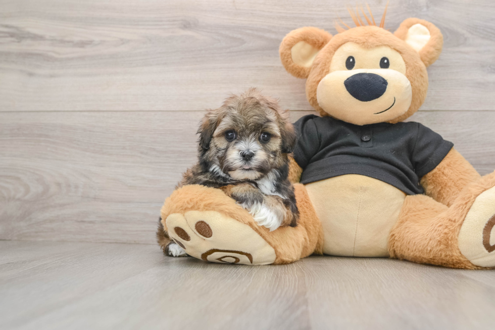 Best Teddy Bear Baby