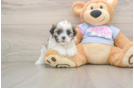Petite Teddy Bear Designer Pup