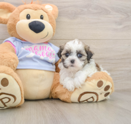 6 week old Teddy Bear Puppy For Sale - Pilesgrove Pups