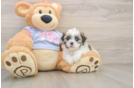 Small Teddy Bear Baby