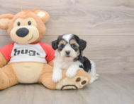 8 week old Teddy Bear Puppy For Sale - Pilesgrove Pups