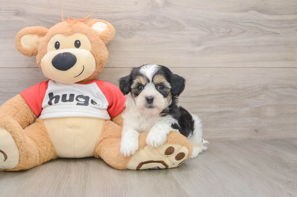 Adorable Shit Designer Puppy