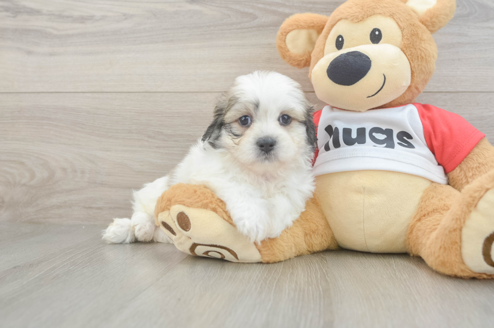 6 week old Teddy Bear Puppy For Sale - Pilesgrove Pups