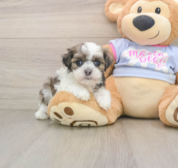 6 week old Teddy Bear Puppy For Sale - Pilesgrove Pups