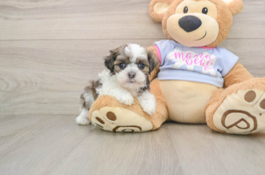 Best Teddy Bear Baby