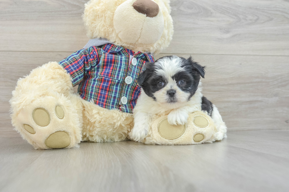 Popular Teddy Bear Designer Pup