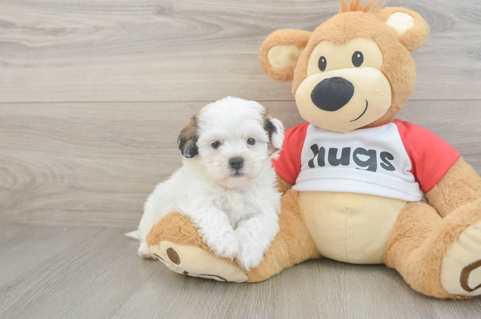 5 week old Teddy Bear Puppy For Sale - Pilesgrove Pups