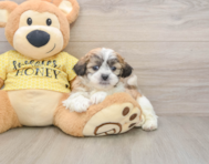 6 week old Teddy Bear Puppy For Sale - Pilesgrove Pups