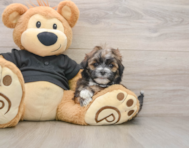 6 week old Teddy Bear Puppy For Sale - Pilesgrove Pups