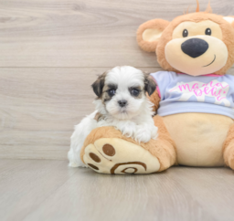 6 week old Teddy Bear Puppy For Sale - Pilesgrove Pups