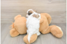 Funny Teddy Bear Designer Pup