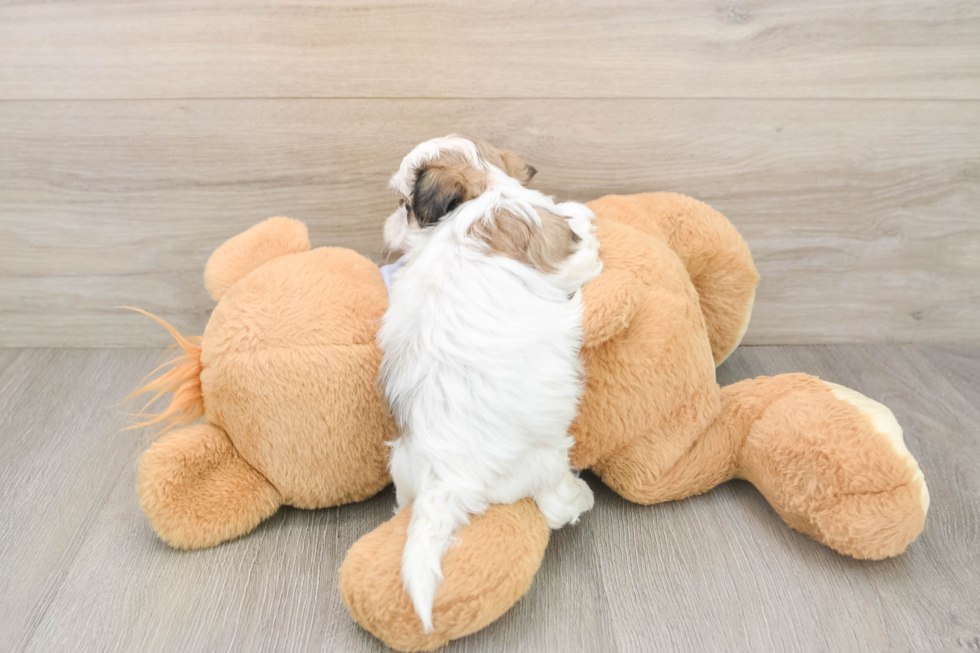 Funny Teddy Bear Designer Pup