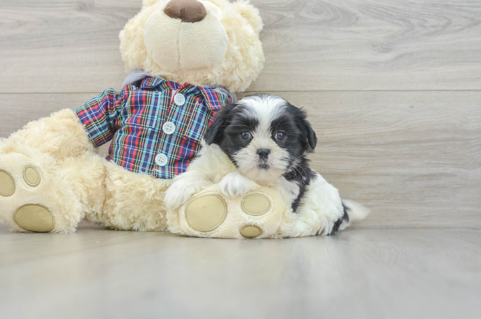 6 week old Teddy Bear Puppy For Sale - Pilesgrove Pups