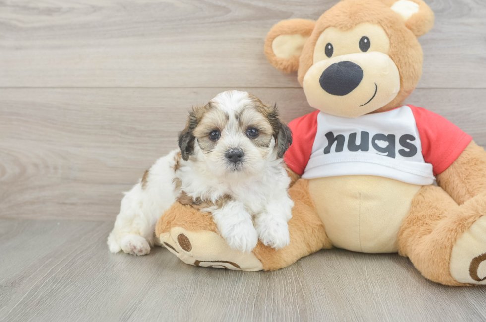 6 week old Teddy Bear Puppy For Sale - Pilesgrove Pups